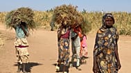 نازحون سودانيون فروا من مدينة الفاشر -بعد أن قتلت قوات شبه عسكرية مئات الأشخاص في منطقة دارفور الغربية- يحملون الحطب في مخيمهم بمنطقة طويلة في السودان، يوم الخميس 30 أكتوبر 20