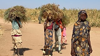 نازحون سودانيون فروا من مدينة الفاشر -بعد أن قتلت قوات شبه عسكرية مئات الأشخاص في منطقة دارفور الغربية- يحملون الحطب في مخيمهم بمنطقة طويلة في السودان، يوم الخميس 30 أكتوبر 20