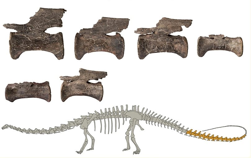 Vértebras de la cola del Diplodocus de El Castellar (Teruel, España) junto con una figura indicando en oscuro los fósiles estudiados