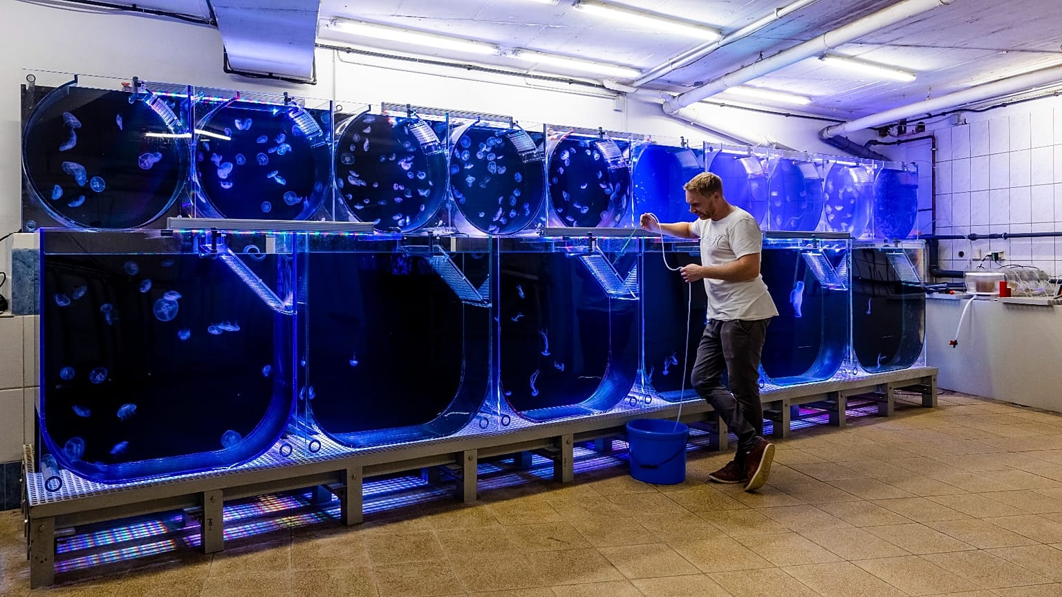 Die Jellyfish Farm wurde im Jahr 2019 von Alexander Dressel gegründet.