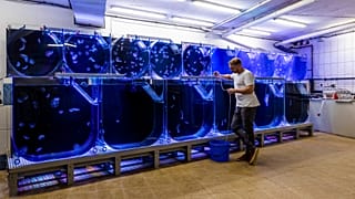 Die Jellyfish Farm wurde im Jahr 2019 von Alexander Dressel gegründet.