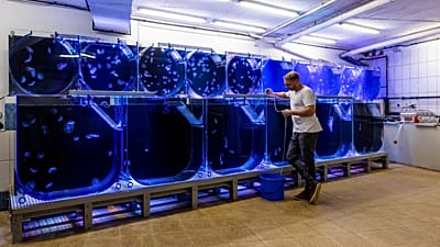 Die Jellyfish Farm wurde im Jahr 2019 von Alexander Dressel gegründet.