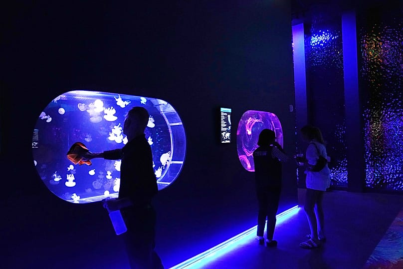 Das Jellyfish Museum in Florida hat im Frühjahr 2026 seine Eröffnung gefeiert.