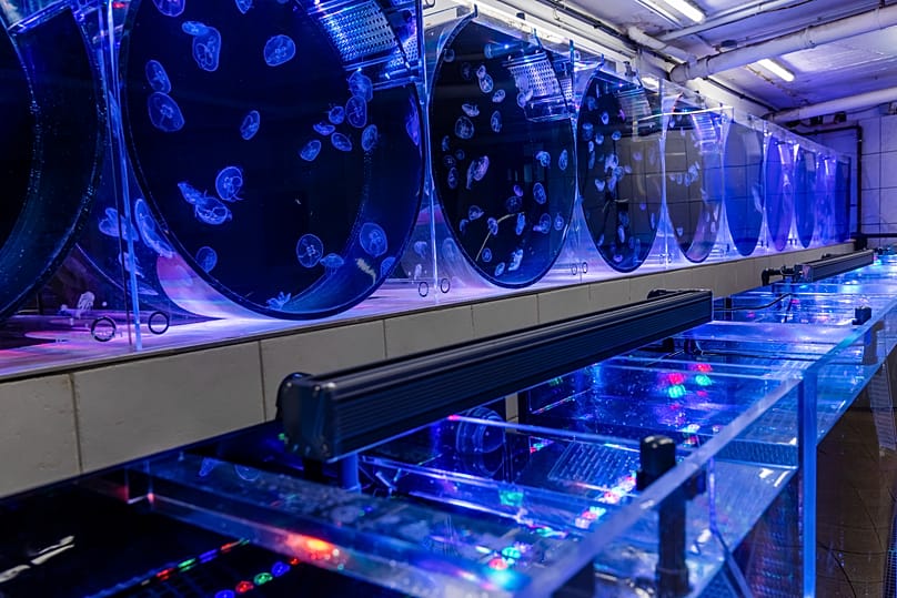 Ohrenqualle, Japanische Kompassqualle, Mangrovenqualle, Gepunktete Wurzelmundqualle, Lagunenqualle - bis zu 20 Arten werden auf der Jellyfish Farm gezüchtet.