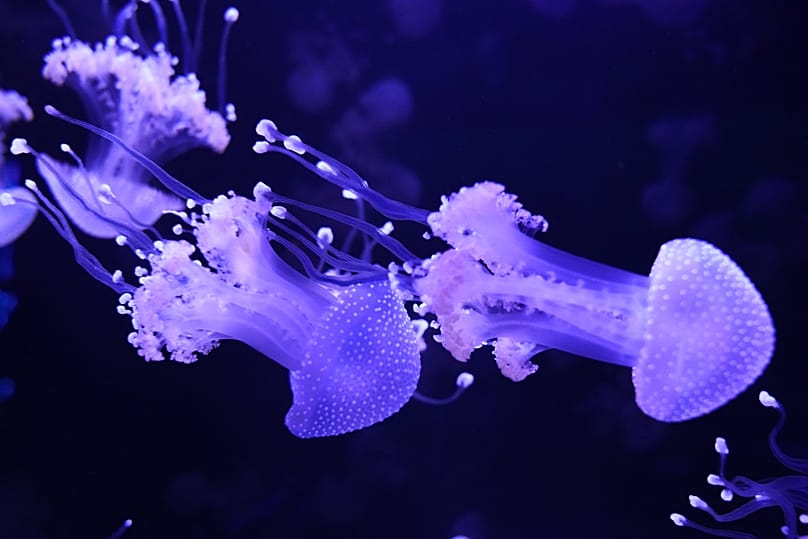Quallen bestehen zu 98 Prozent aus Wasser und gehören zum Stamm der Nesseltiere.