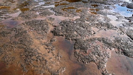 Congo : l’exploitation pétrolière accusée de polluer le Kouilou