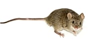 Arşiv