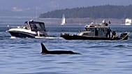 In this photo taken July 31, 2015, a NOAA law enforcement patrol boat, right, is stopped near a recreational boat going past as an orca whale swims in view in the Salish Sea.
