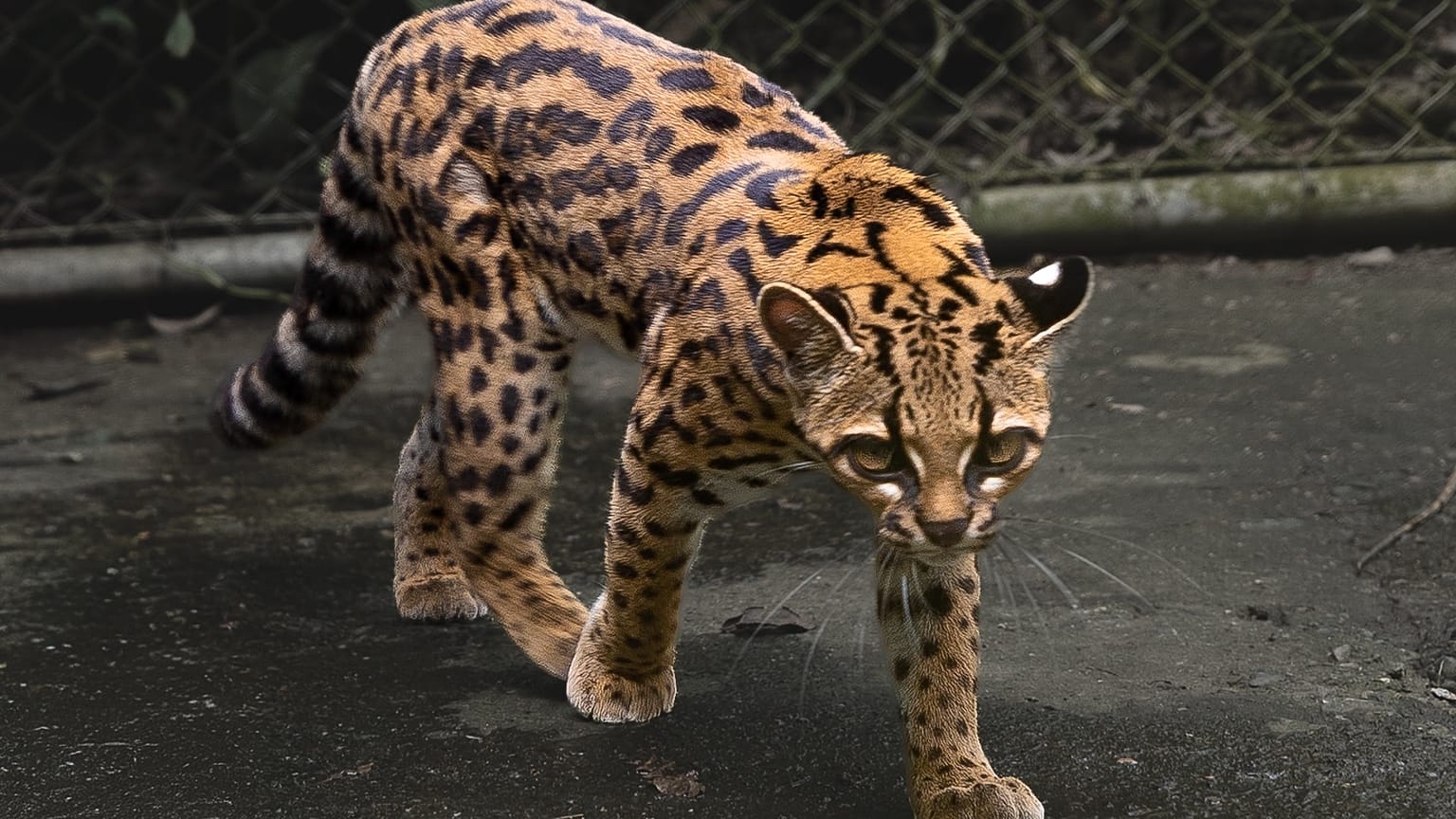 Leopardus tilcayo
