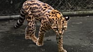 Leopardus tilcayo