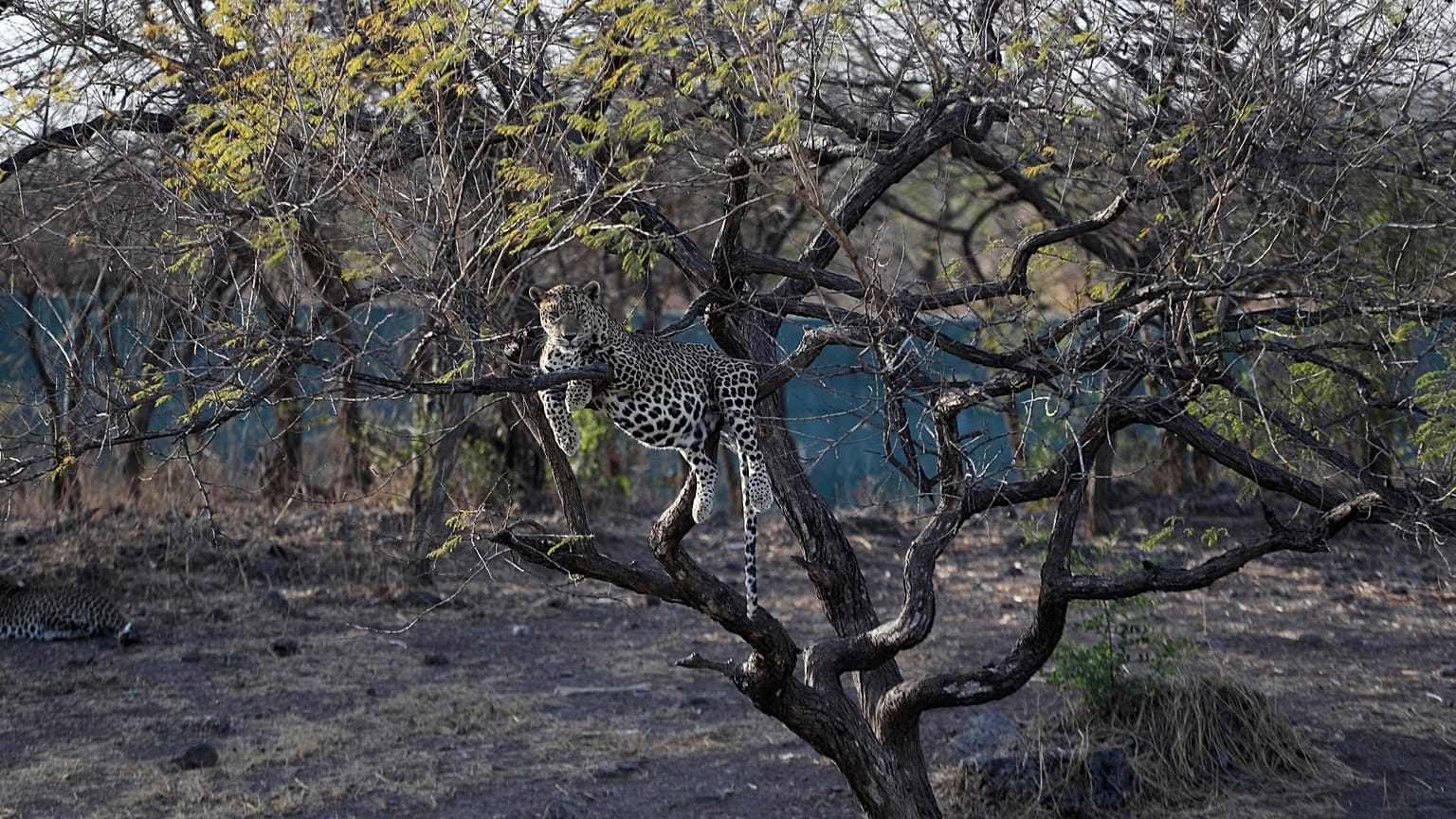 In questa foto di domenica 15 marzo 2020, un leopardo è seduto su un albero alla Gir Interpretation Zone - Devalia, vicino al Gir National Park and Wildlife Sanctuary.