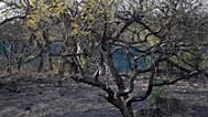 In this Sunday, March 15, 2020 photo, a leopard sits on a tree at Gir Interpretation Zone - Devalia near Gir National Park and Wildlife Sanctuary.