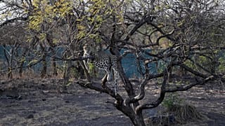 In this Sunday, March 15, 2020 photo, a leopard sits on a tree at Gir Interpretation Zone - Devalia near Gir National Park and Wildlife Sanctuary.