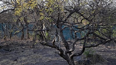 15 Mart 2020 Pazar tarihli bu fotoğrafta, Gir Ulusal Parkı ve Yaban Hayatı Koruma Alanı yakınındaki Gir Yorum Bölgesi - Devalia'da bir leopar ağaçta oturuyor.