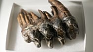Un diente fosilizado de un mastodonte del Pacífico se expone en la Universidad de Stanford, en Palo Alto, California.