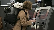 Sur 22 compagnies aériennes européennes, AirAdvisor n'en a trouvé que 3 qui n'autorisaient pas les animaux à voyager en cabine.