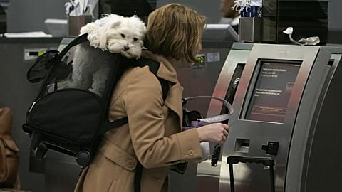 Out of 22 European airlines, AirAdvisor only found three carriers that didn't allow pets to travel in the cabin 