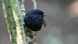 A black robin pictured in New Zealand, 20 October, 2013