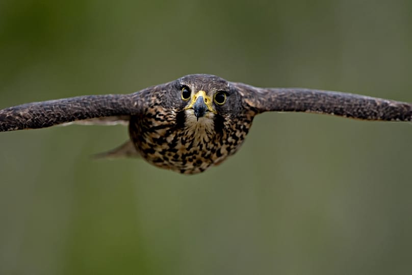 2025 Bird of the Year winner, the Kārearea (the Indigenous Māori name for the New Zealand falcon), and a runner up in this year's contest