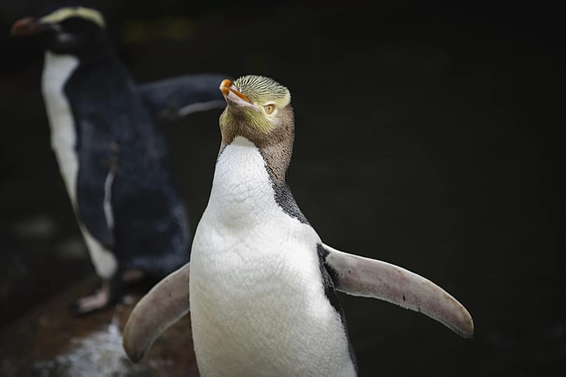 The yellow-eyed penguin won New Zealand’s annual Bird of the Year vote in 2019 and 2024