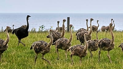 South African ostriches plucked alive for luxury fashion