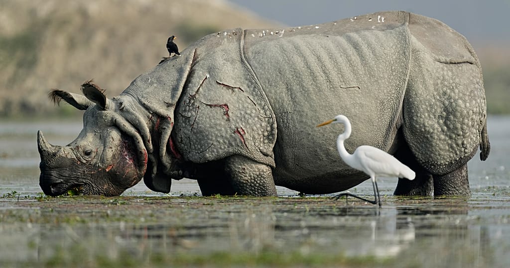 World Rhino Day: five species still threatened to protect