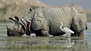 Journée mondiale du rhinocéros : cinq espèces toujours menacées à protéger