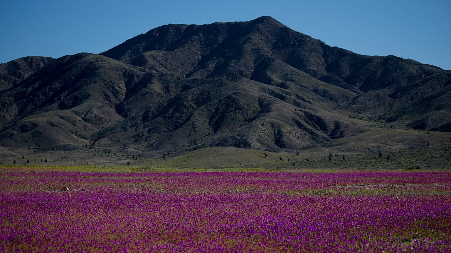 ARCHIVO: Flores cubren el desierto de Atacama, cerca de Copiapó, Chile, el martes 4 de octubre de 2022.