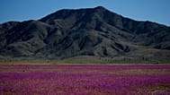 ARCHIVO: Flores cubren el desierto de Atacama, cerca de Copiapó, Chile, el martes 4 de octubre de 2022.