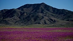 ARCHIVO: Flores cubren el desierto de Atacama, cerca de Copiapó, Chile, el martes 4 de octubre de 2022.