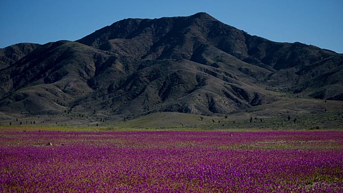 El Niño transforma el desierto de Atacama: miles de hectáreas se cubren de flores
