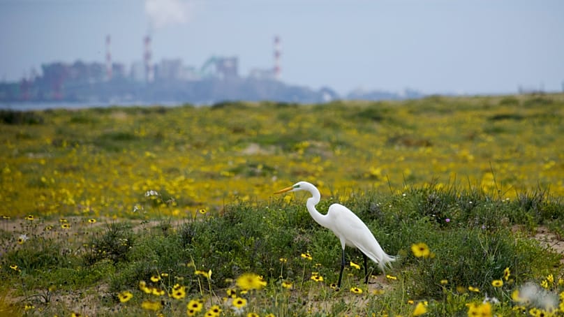 ARCHIVO: Una garza permanece cerca de flores en flor en el desierto de Atacama, cerca de Copiapó, Chile, el martes 4 de octubre de 2022. 