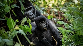 Uganda community plants trees to protect mountain gorillas