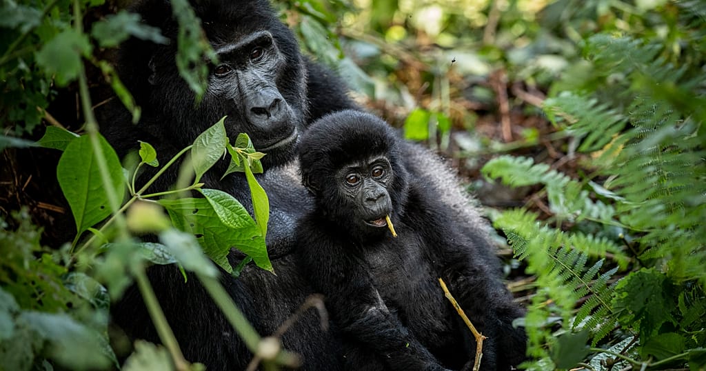Uganda: Reforestation to the Rescue of Mountain Gorillas