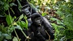 La maladie d'une éléphante ravive le débat sur la conservation dans les zoos