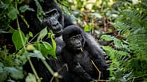 Ouganda : la reforestation au secours des gorilles des montagnes