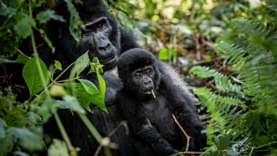 Ouganda : la reforestation au secours des gorilles des montagnes