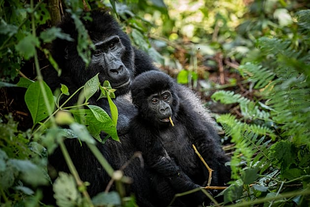 Ouganda : la reforestation au secours des gorilles des montagnes