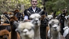 Rico Luginbuehl conduz 77 alpacas e lamas durante o “Alpabzug”, da zona de Griesalp de regresso ao vale de Kiental, na Suíça, sábado, 30 de setembro de 2023