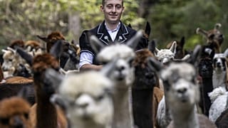 Rico Luginbuehl, İsviçre'de Griesalp'ten Kiental vadisine yapılan “Alpabzug” göçü sırasında 77 alpaka ve lamayı sürüyor, Cumartesi 30 Eylül 2023.