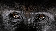 Foto de arquivo de 2 setembro 2019 mostra o gorila de costas prateadas Segasira sob uma árvore no Parque Nacional dos Vulcões, Ruanda.