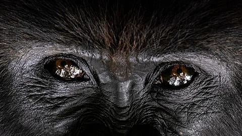 Foto d'archivio del 2 settembre 2019 mostra il gorilla silverback Segasira sotto un albero nel Parco nazionale dei Vulcani, in Ruanda.