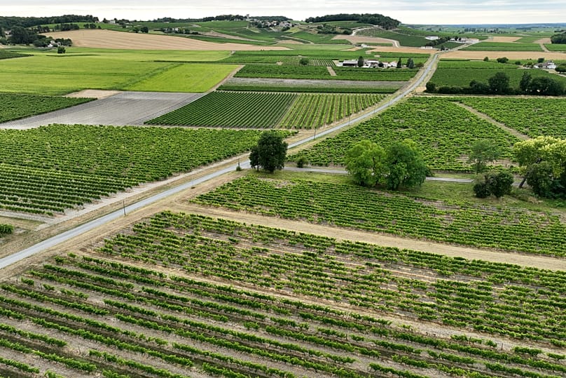 View of vineyards in Bellevigne, near Cognac, southwestern France, Wednesday July 23, 2025.