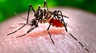 O mosquito-tigre-asiático é responsável pela transmissão de doenças como dengue, zika e febre-amarela