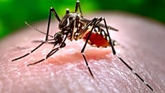 The Asian tiger mosquito is responsible for transmitting diseases such as dengue, Zika and yellow fever.