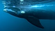 FILE - In this 11 October 2017 file photo, a southern right whale moves through the waters off El Doradillo beach in Argentine Patagonia.