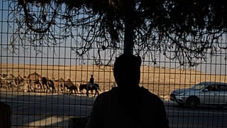 Un colono israelí avanza con sus camellos hacia un puesto avanzado cerca de su complejo familiar en las afueras de Taybeh, en Cisjordania, el 24 de septiembre de 2026.