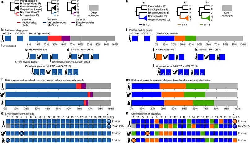Phylogenetic comparison of bat chromosomes
