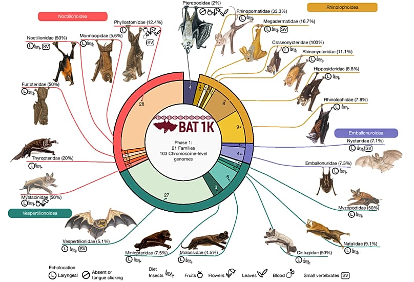 Bat1K project showing 21 known bat species