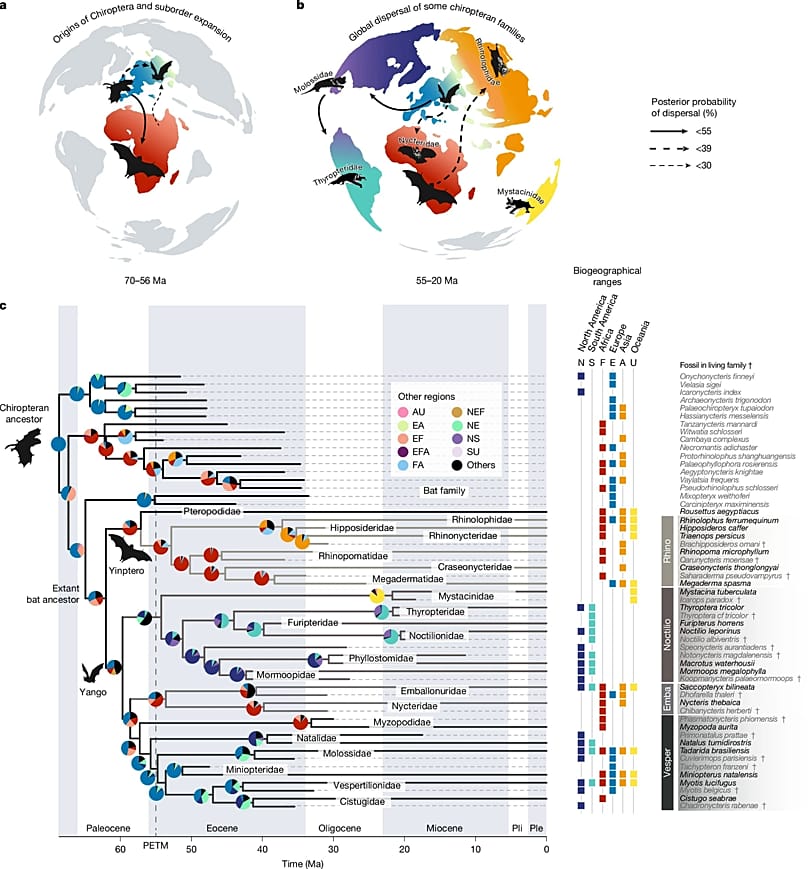 Origins of the different bat species